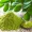 moringa-benefici-usi-ricette